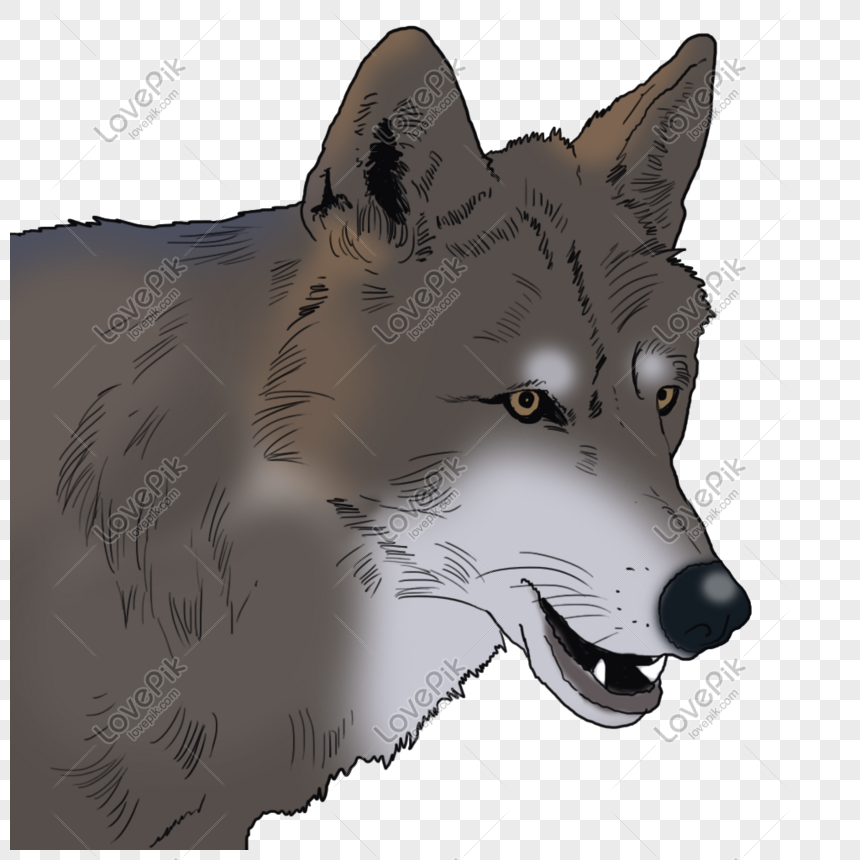 Gray Wolf PNG Transparent Images Free Download