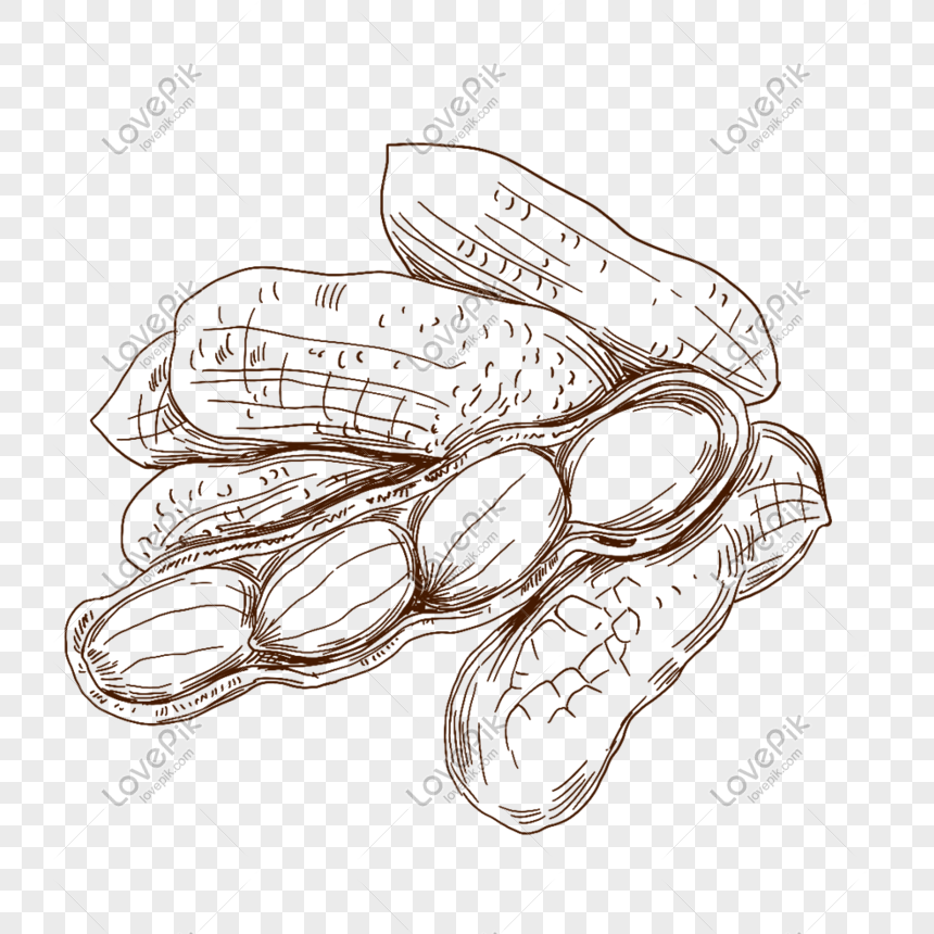 Peanut Snack Food Line Drawing Fresh Delicious Hand Drawn Illust Png Image Picture Free Download Lovepik Com