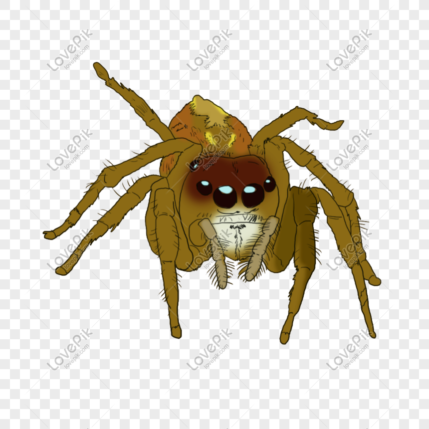 صورة عنكبوت