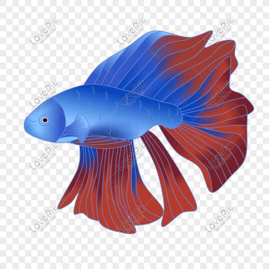 Blue Big Tail Fish Larawan Numero Ng Graphics Format Ng Larawan Psd Ph Lovepik Com