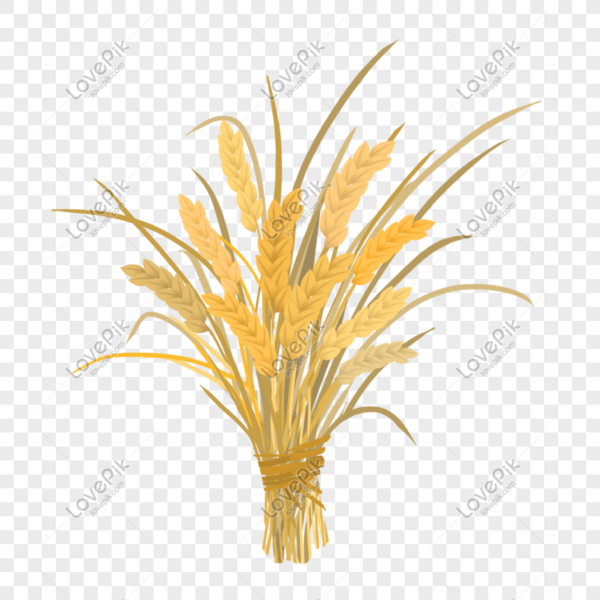 paddy png image picture free download 401536570 lovepik com paddy png image picture free download