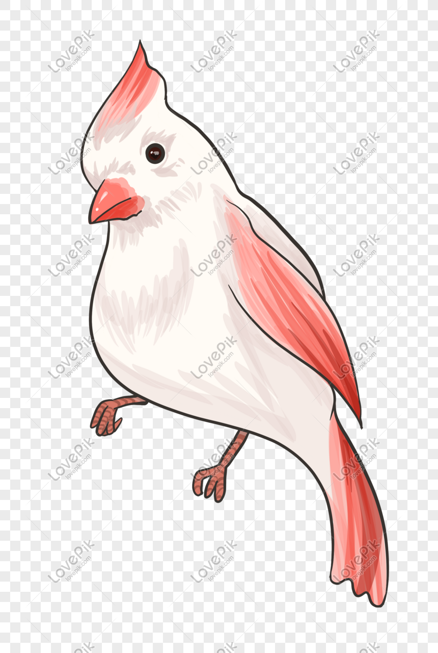 cute red white bird png image picture free download 401541568 lovepik com lovepik