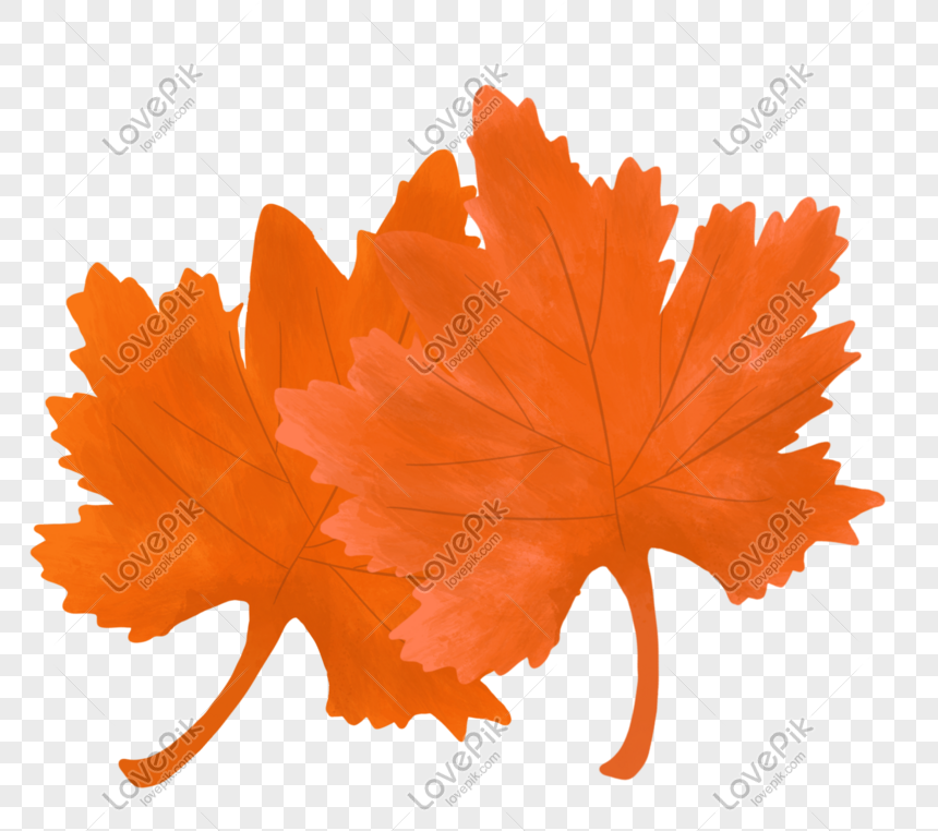 maple leaf png image picture free download 401549751 lovepik com lovepik