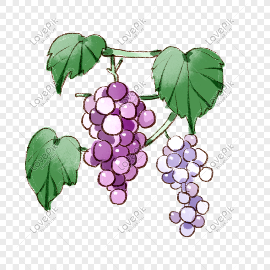 Cartoon Grape PNG Image Free Download And Clipart Image For Free Download -  Lovepik | 401558361