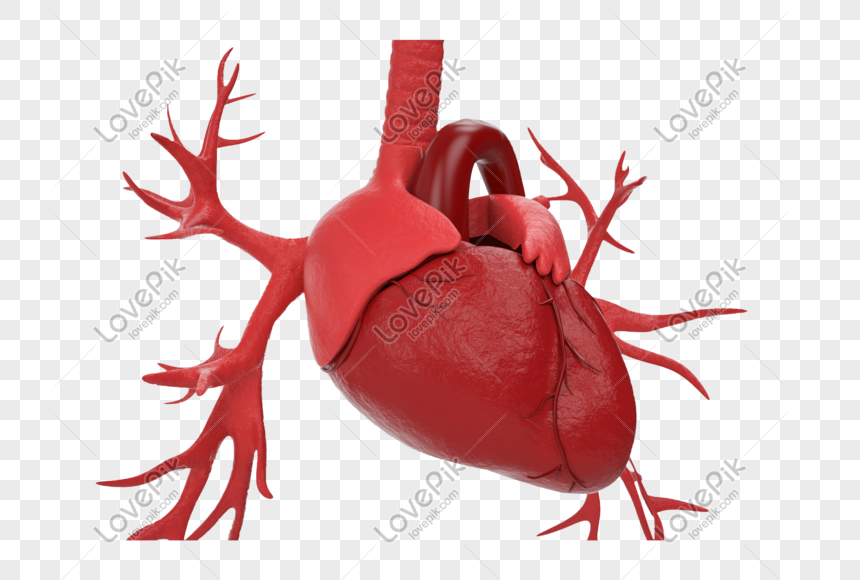  Gambar  Jantung  Manusia Kartun 
