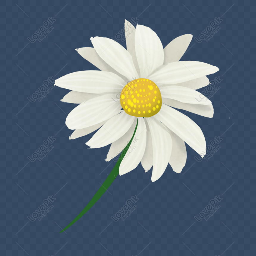 Cartoon White Daisy PNG Image And Clipart Image For Free Download - Lovepik  | 401568398