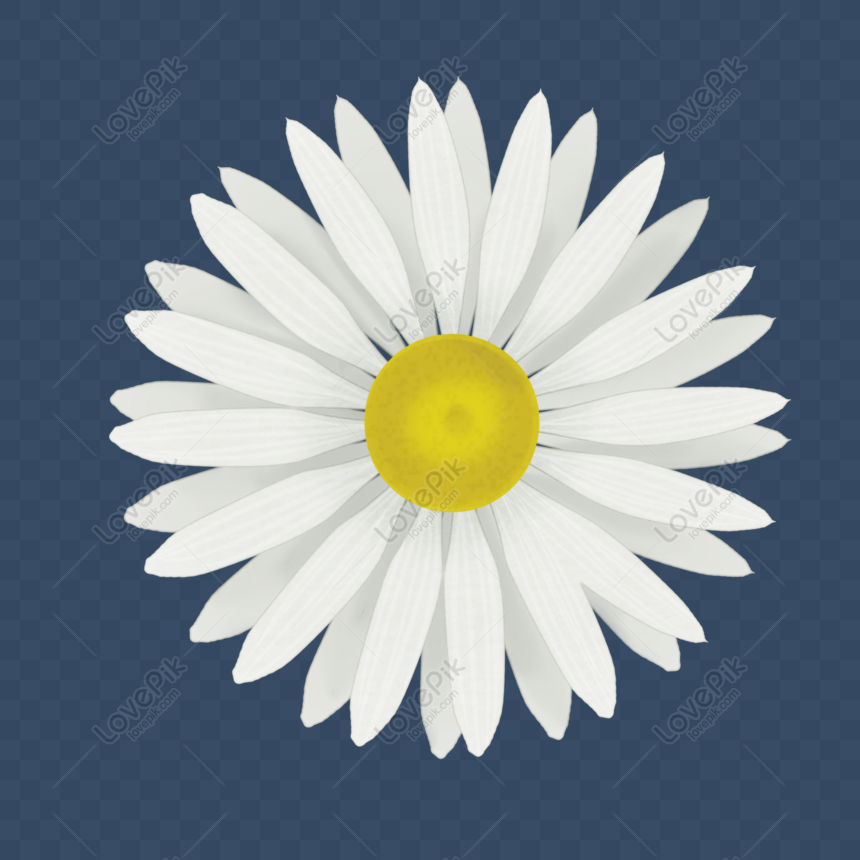 Hãy chiêm ngưỡng vẻ đẹp thanh khiết của hoa cúc trắng nhỏ xinh này. Với màu trắng sáng, những cánh hoa tinh tế và đường nét rõ ràng, bức tranh này hoàn hảo cho mọi người yêu nghệ thuật và muốn tìm kiếm sự bình yên.