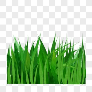 Green Grass Background png download - 2000*3090 - Free Transparent Cactus  png Download. - CleanPNG / KissPNG