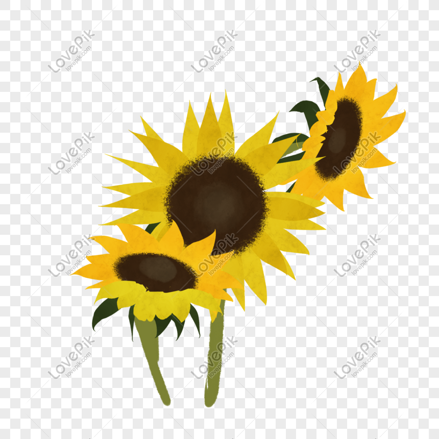 Cartoon Three Sunflowers Free PNG And Clipart Image For Free Download -  Lovepik | 401569669