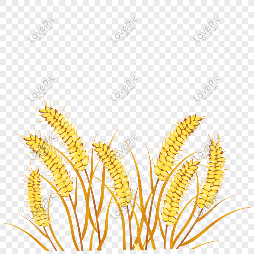 Cartoon Yellow Wheat PNG Transparent Background And Clipart Image For Free  Download - Lovepik | 401571240