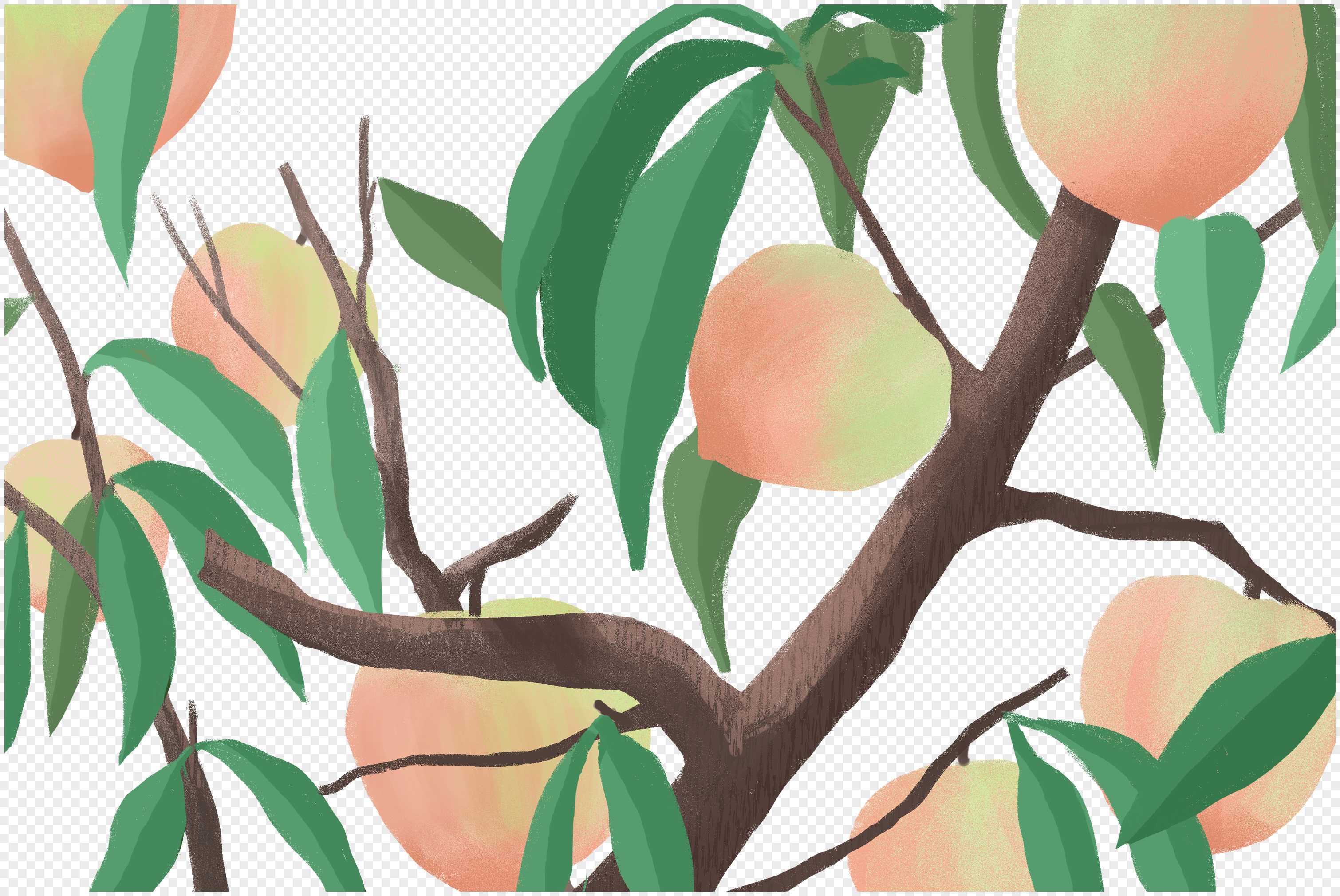 Персиковое дерево рисунок
