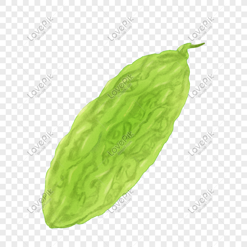 Bitter Gourd Png Image Picture Free Download 401575109 Lovepik Com