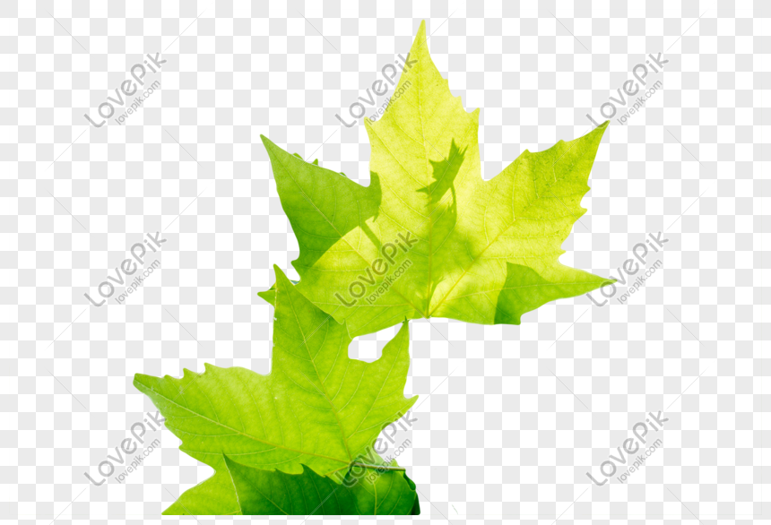 Sycamore Leaves Png Images Picture Free Download Lovepik