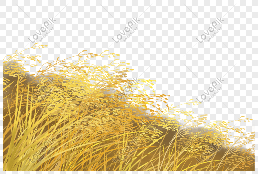 autumn rice field png image picture free download 401588869 lovepik com autumn rice field png image picture