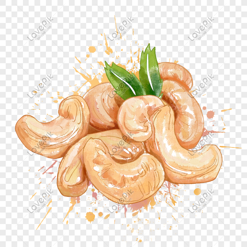 cashew nut watercolor png image picture free download 401591430 lovepik com cashew nut watercolor png image picture