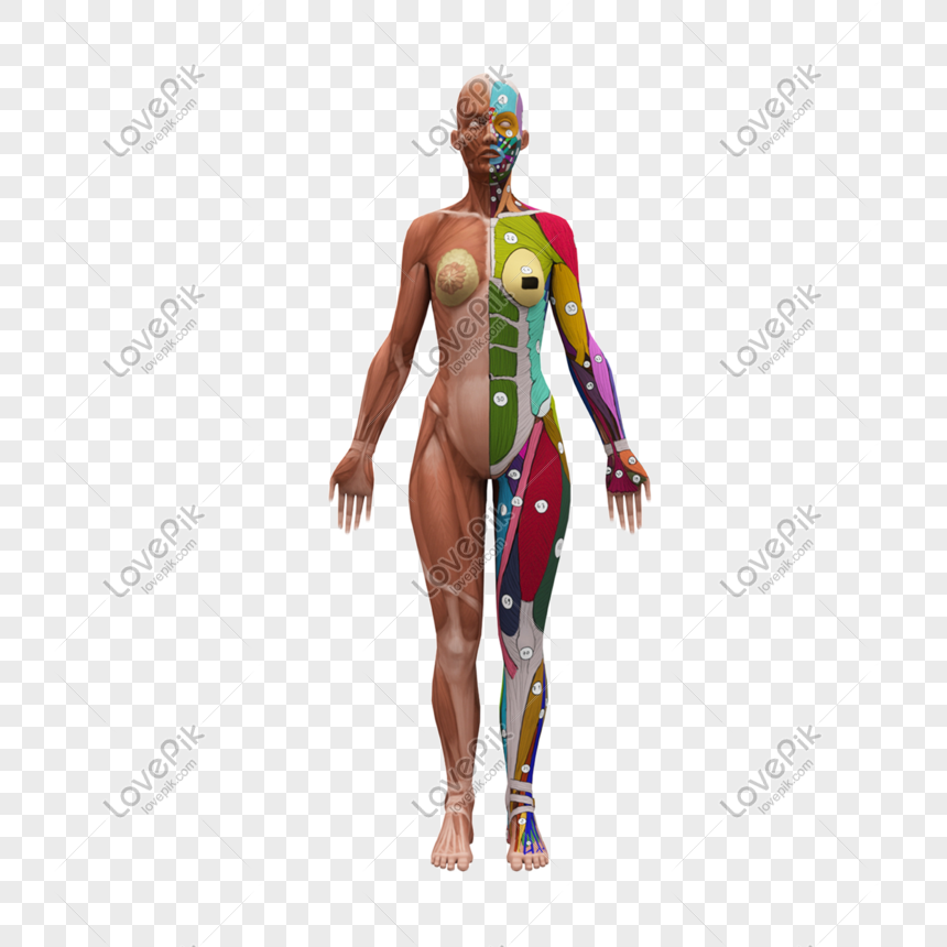 Lovepik- صورة PNG-401601698 id الرسومات بحث - صور هيكل جسم الإنسان 