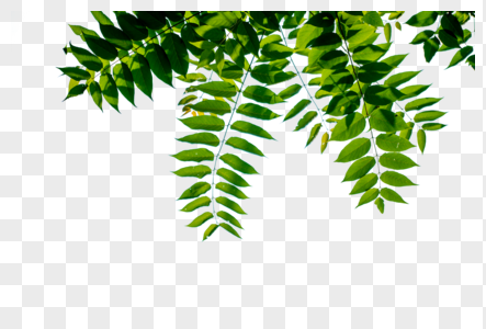 Tree Leaves Images, HD Pictures For Free Vectors & PSD Download -  