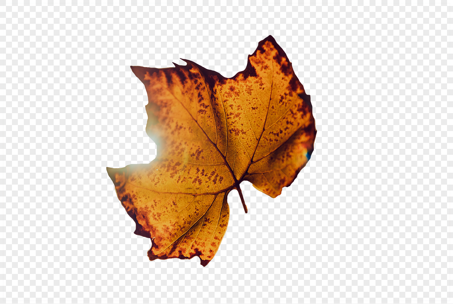 Autumn Leaves PNG Images With Transparent Background | Free Download On  Lovepik