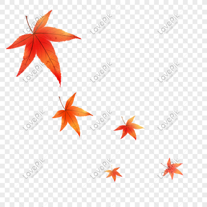 Autumn Maple Leaves PNG Transparent Background And Clipart Image For Free  Download - Lovepik | 401603790