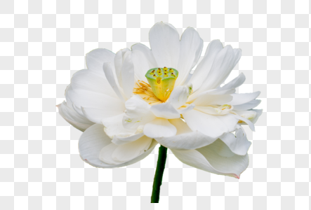 White Lotus Png Images With Transparent Background Free Download On Lovepik