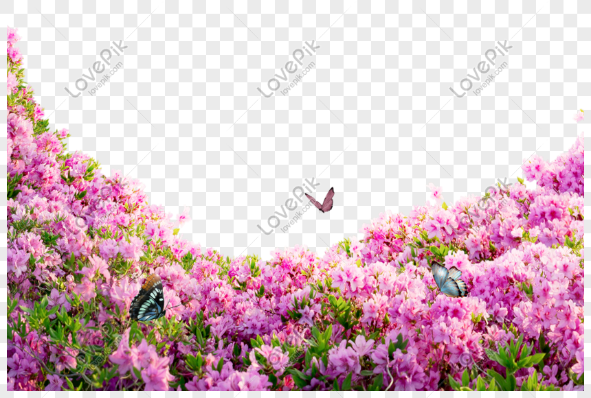 Flores Rosadas PNG Imágenes Gratis - Lovepik