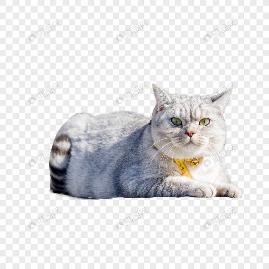 Kucing PNG grafik gambar unduh gratis - Lovepik