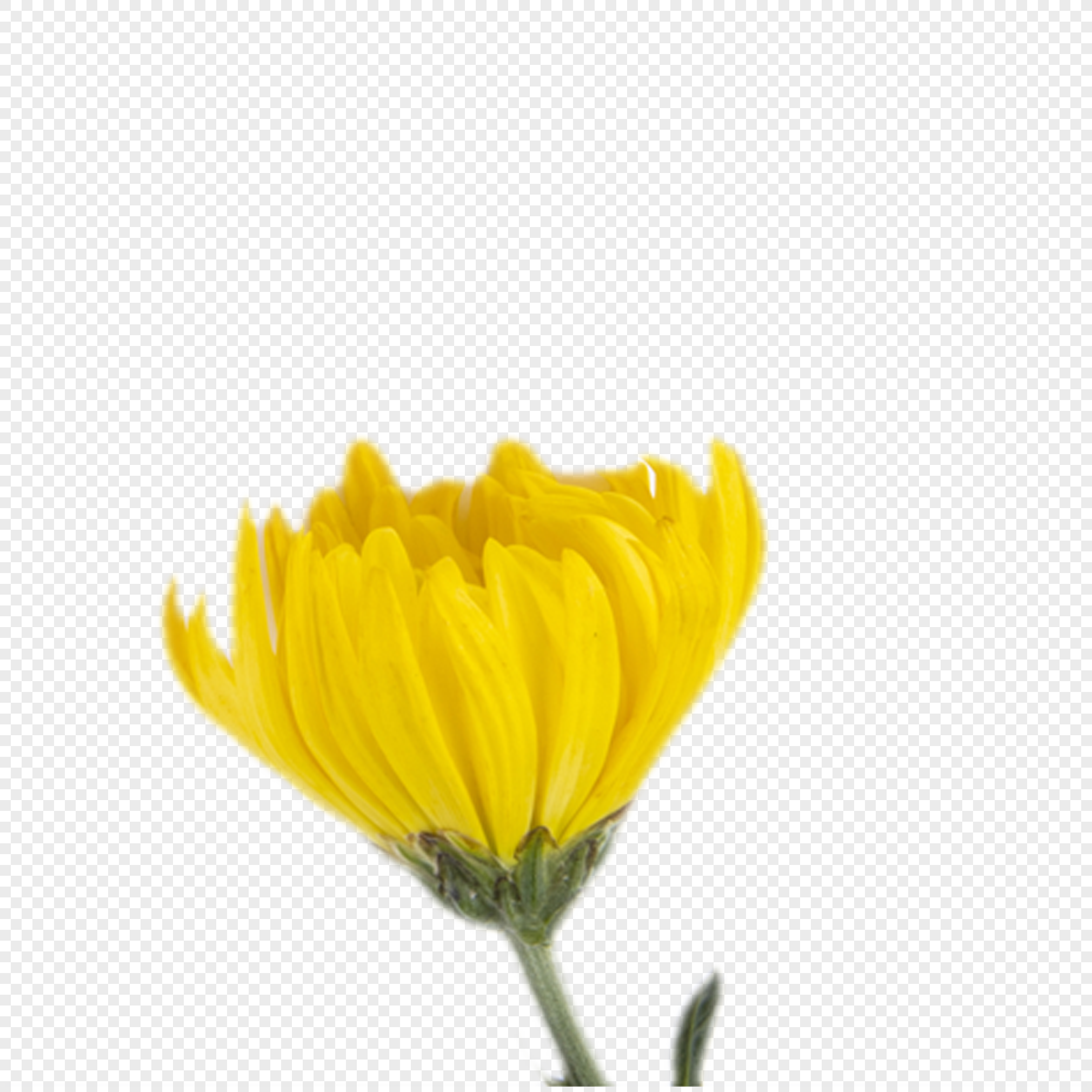 노란 꽃 Png 일러스트 및 벡터 이미지 | 무료 다운로드 - Lovepik