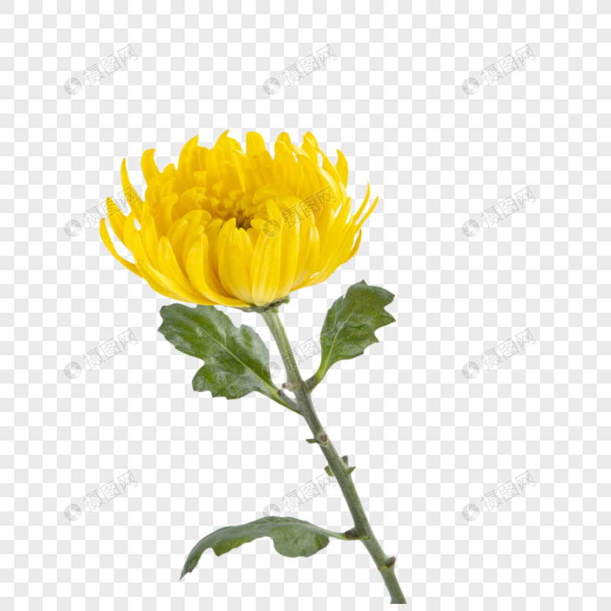 Gambar bunga kekwa
