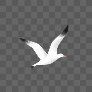 100+ Gambar Burung Camar HD Terbaru