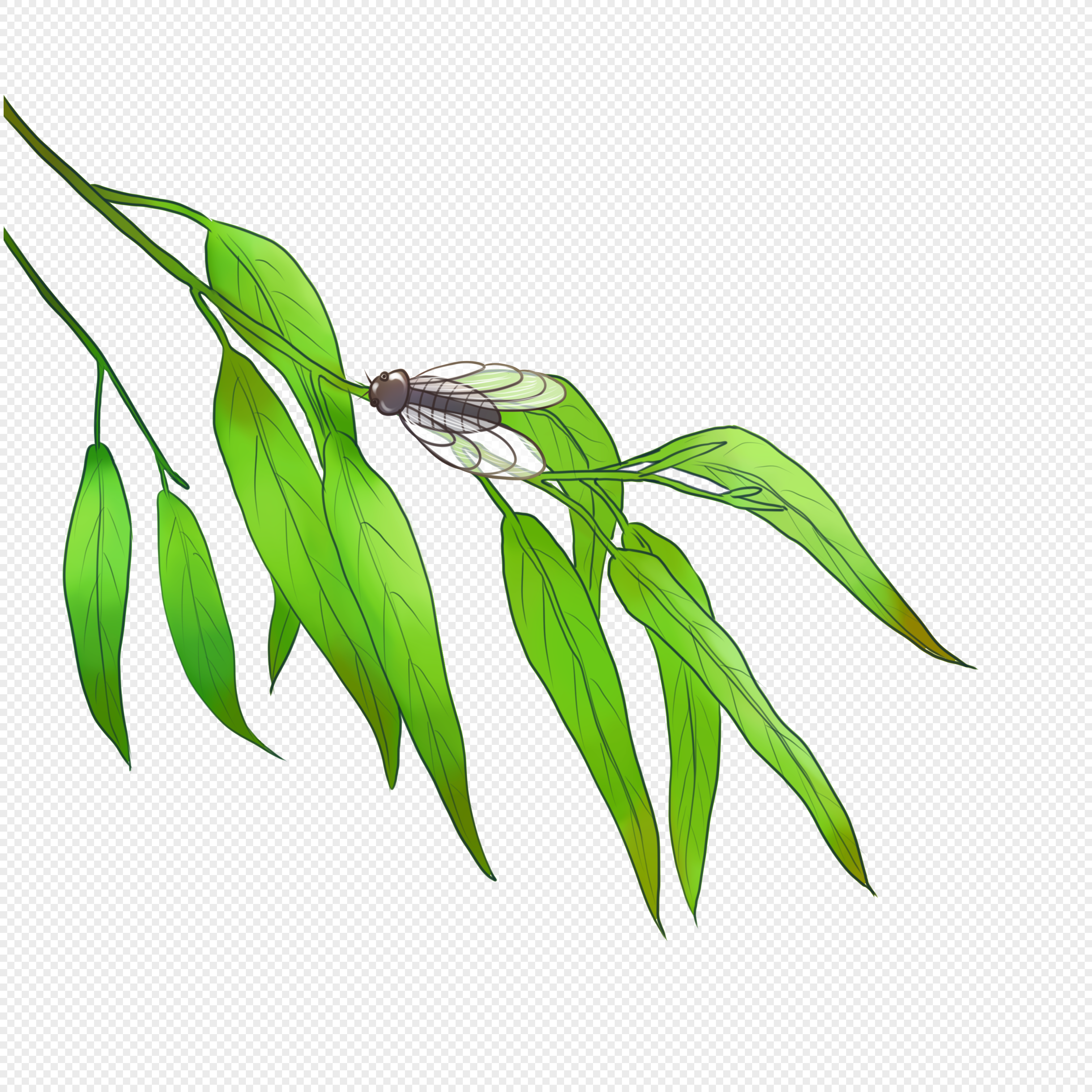 Рисунок лист ивы