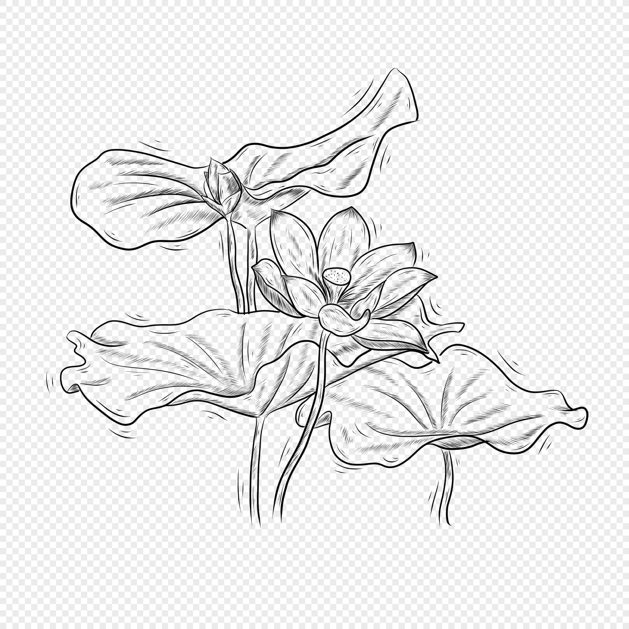 Flower line art illustration with black thin line. PNG with transparent  background. 12596644 PNG