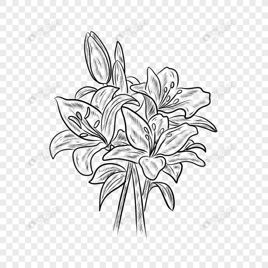 Bunga Lily Hitam Dan Putih Garis Tanaman Png Grafik Gambar Unduh Gratis Lovepik
