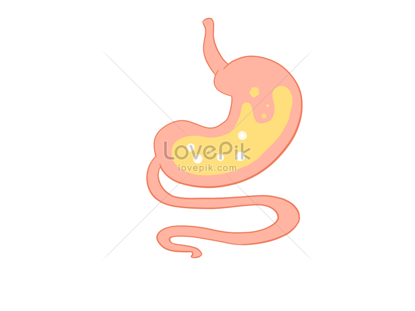 กระเพาะอาหาร Png สำหรับการดาวน์โหลดฟรี Lovepik 6259