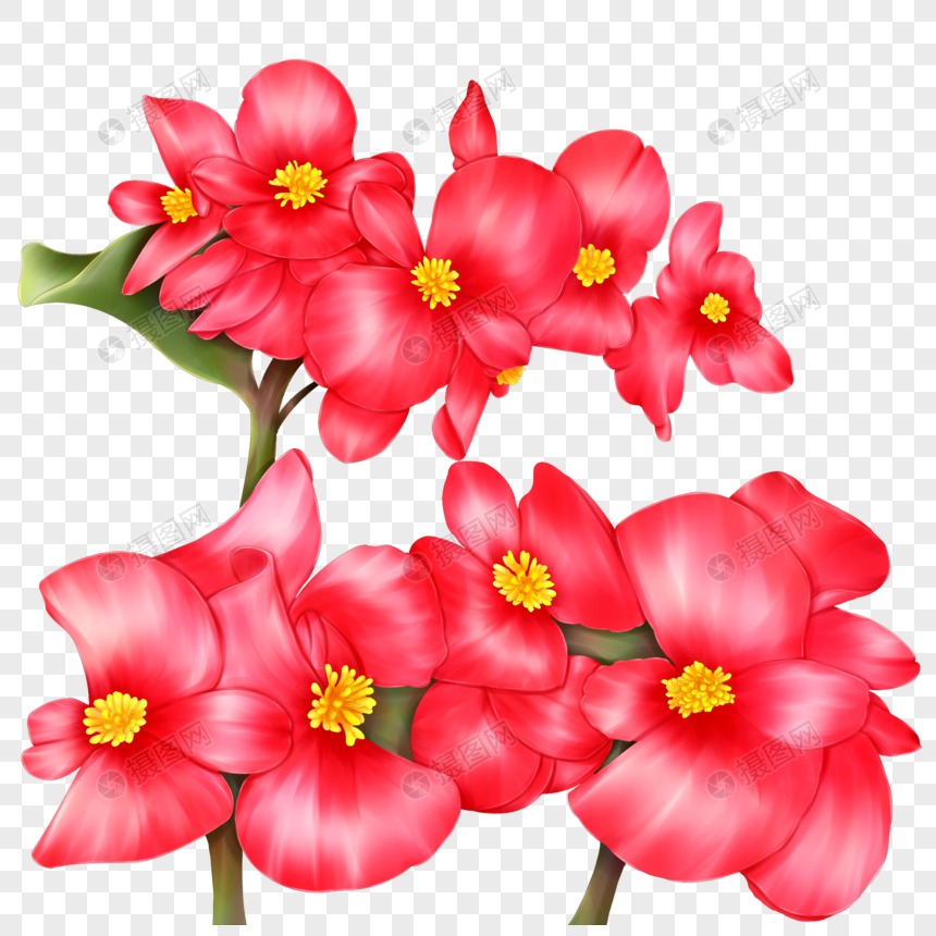 Flores Begonia PNG Imágenes Gratis - Lovepik