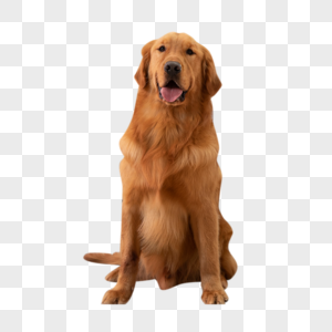 Dog PNG Images With Transparent Background | Free Download On Lovepik