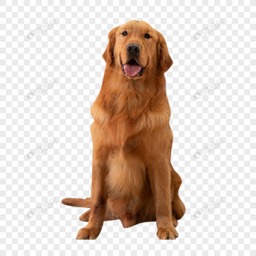 Hãy xem hình ảnh của chó Vàng PNG này, điều đó sẽ mang đến cho bạn một cái nhìn chân thật về sự đáng yêu của những chú chó. Với bộ lông vàng tuyệt đẹp và bộ dạng tinh nghịch, chú chó này sẽ làm cho bạn ngưỡng mộ và yêu thích chúng ngay lập tức.