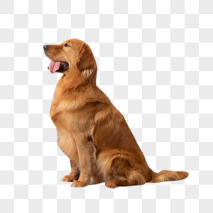 Dog PNG Images With Transparent Background | Free Download On Lovepik