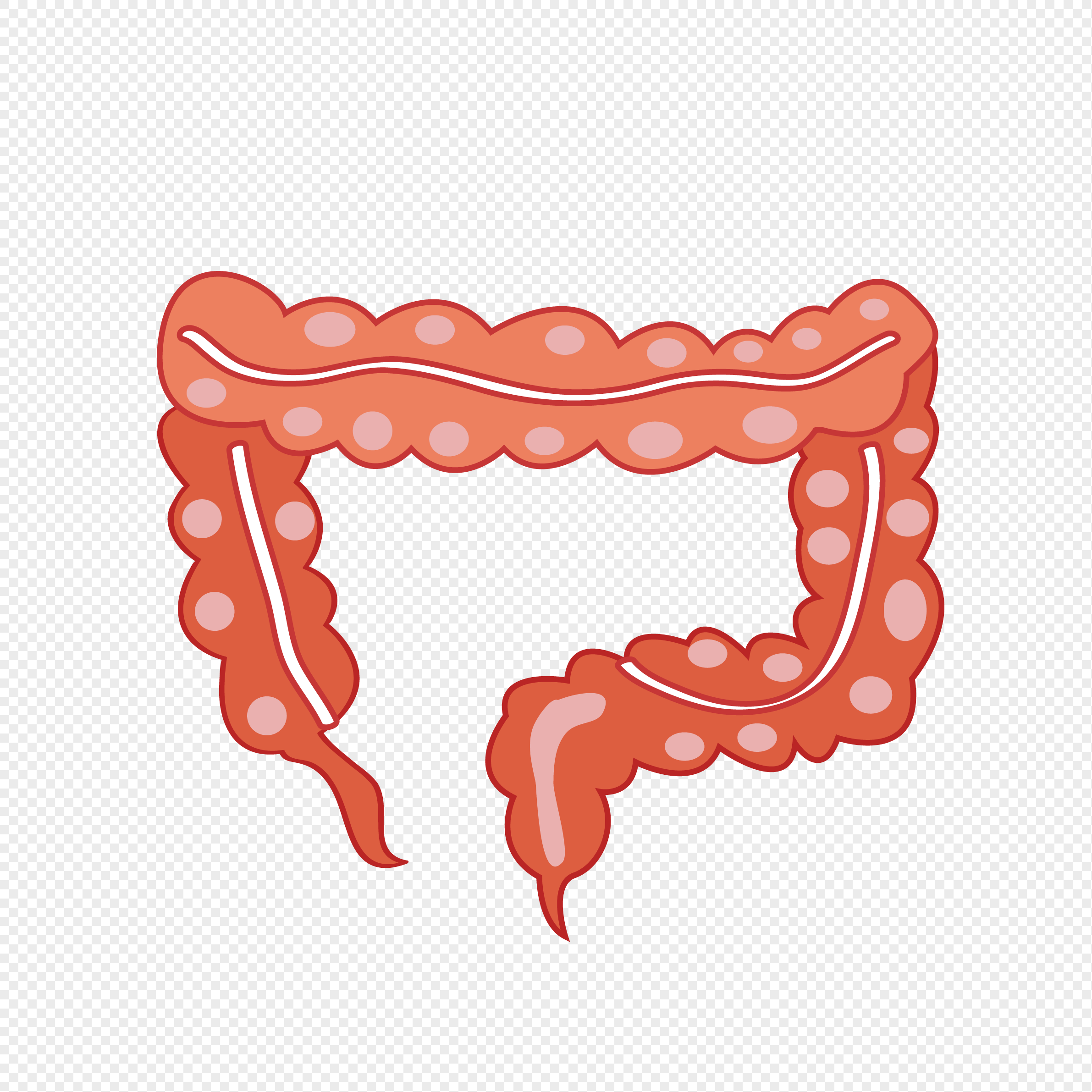 The Large Intestine, Medical, Large Intestine, Gut PNG White ...