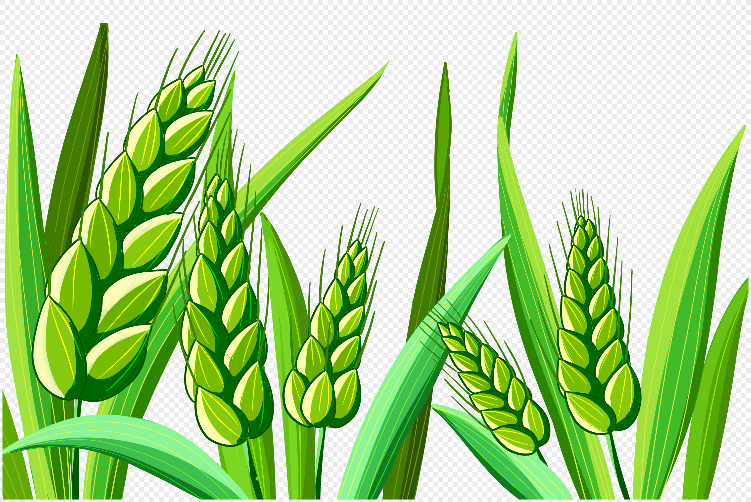 Зеленая пшеница вектор