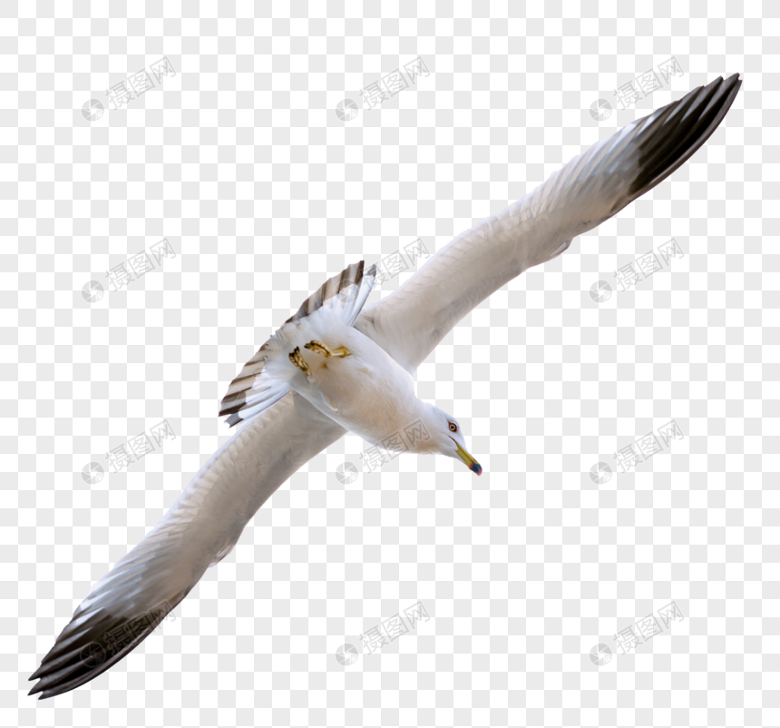 Seagull Png Image Psd File Free Download Lovepik 401748915