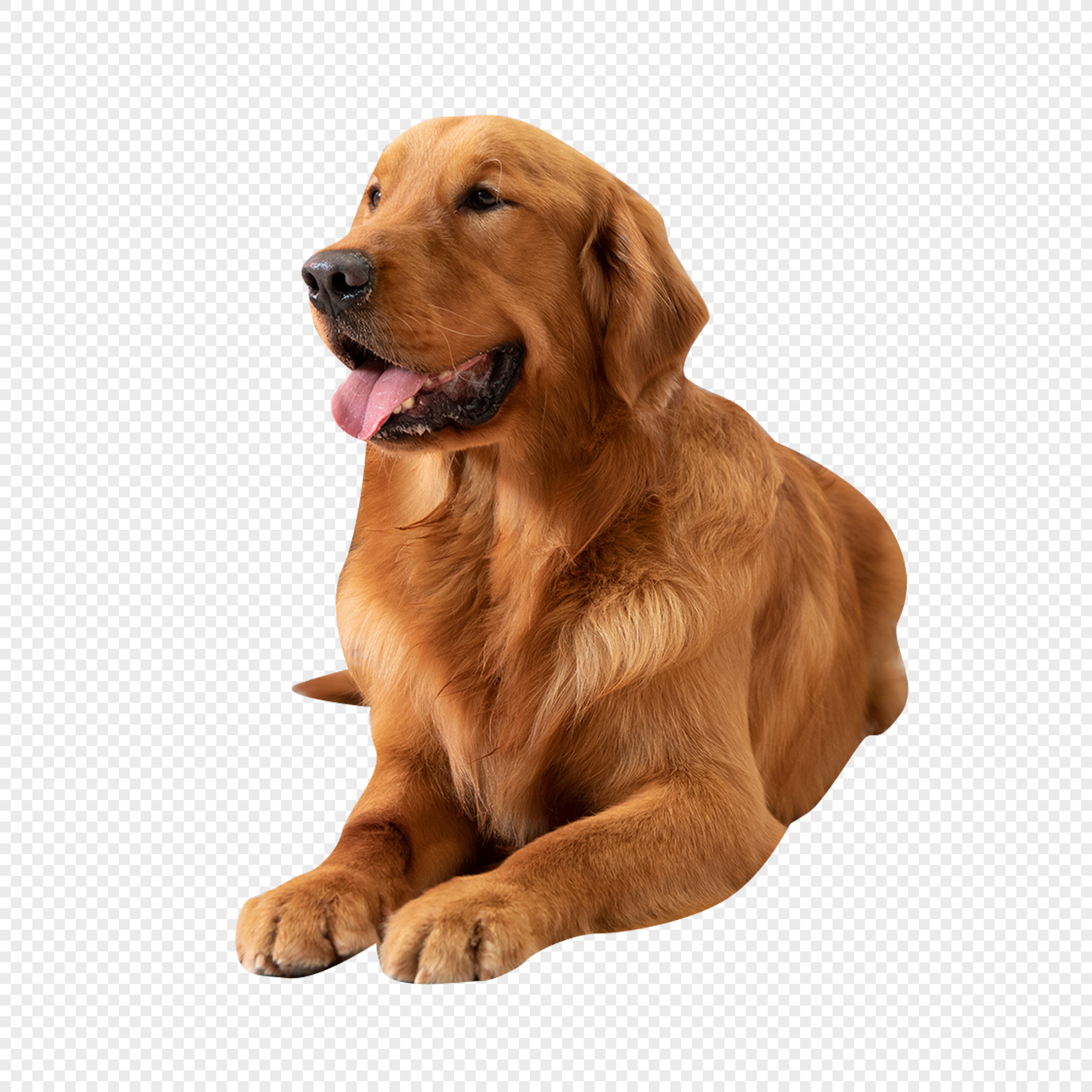 dog transparent background