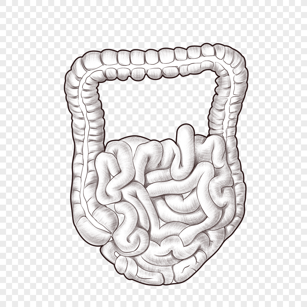 large-and-small-intestine-organic-small-intestine-large-intestine