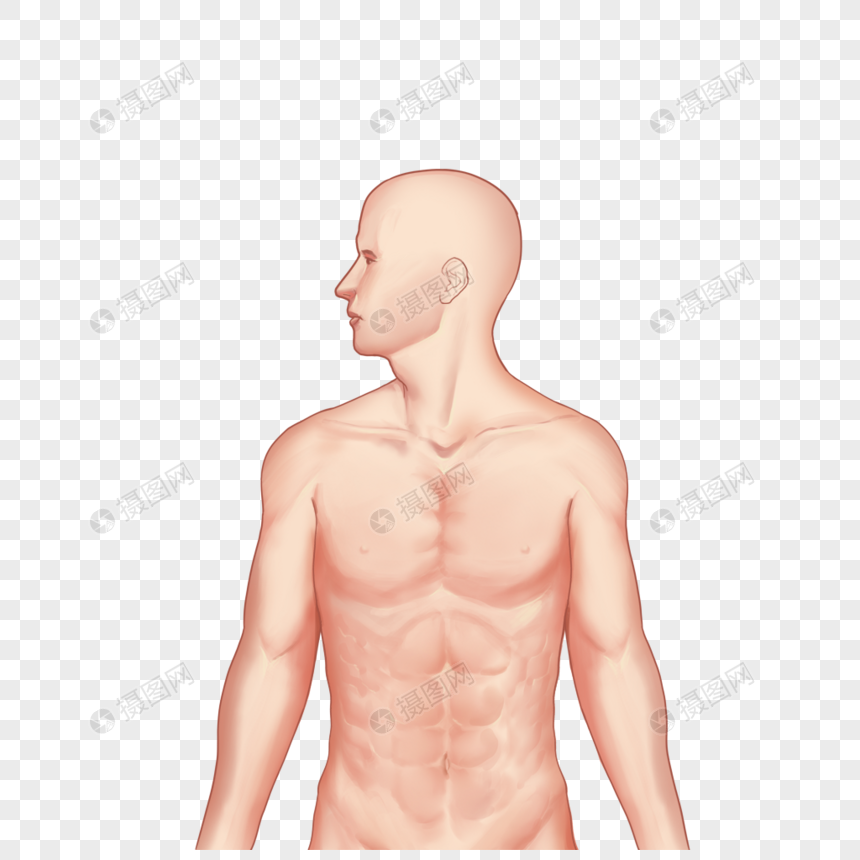 Human Body PNG, Vector, PSD, and Clipart With Transparent