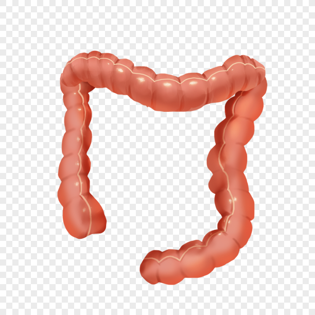 the large intestine, organic, medical, small intestine png transparent background