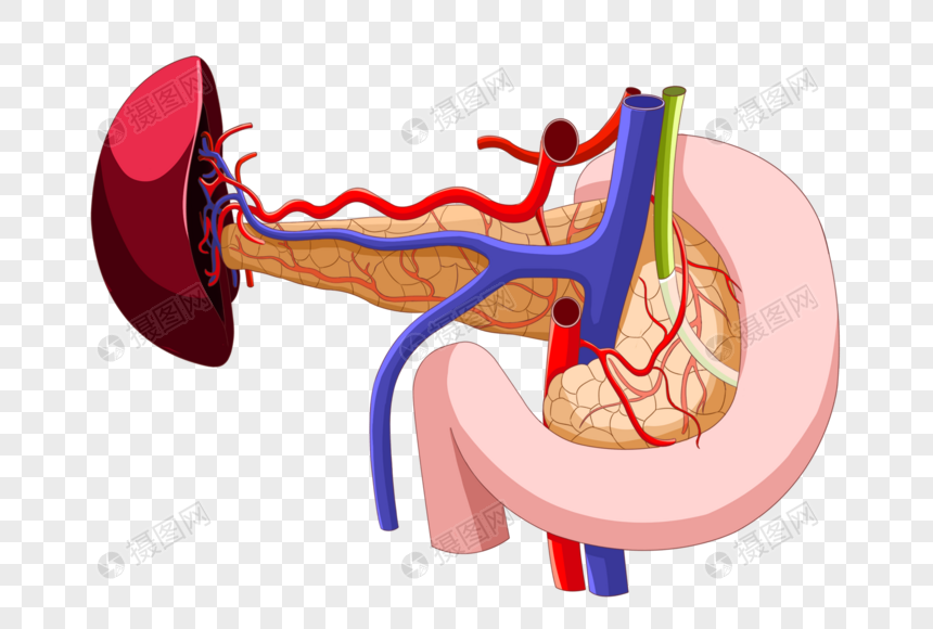 Hình ảnh Tá Tràng Và Tuyến Tụy PNG Miễn Phí Tải Về - Lovepik