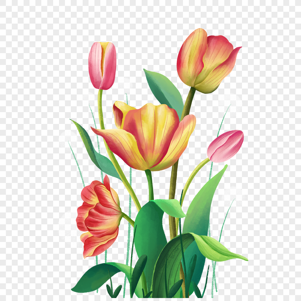 Tulip, Spring, Valley, Twenty-four Hollow Free PNG And Clipart Image ...