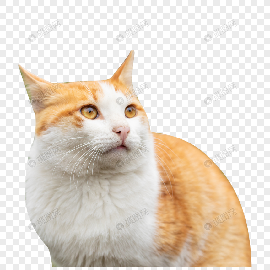 Oranye Cat PNG grafik gambar unduh gratis - Lovepik