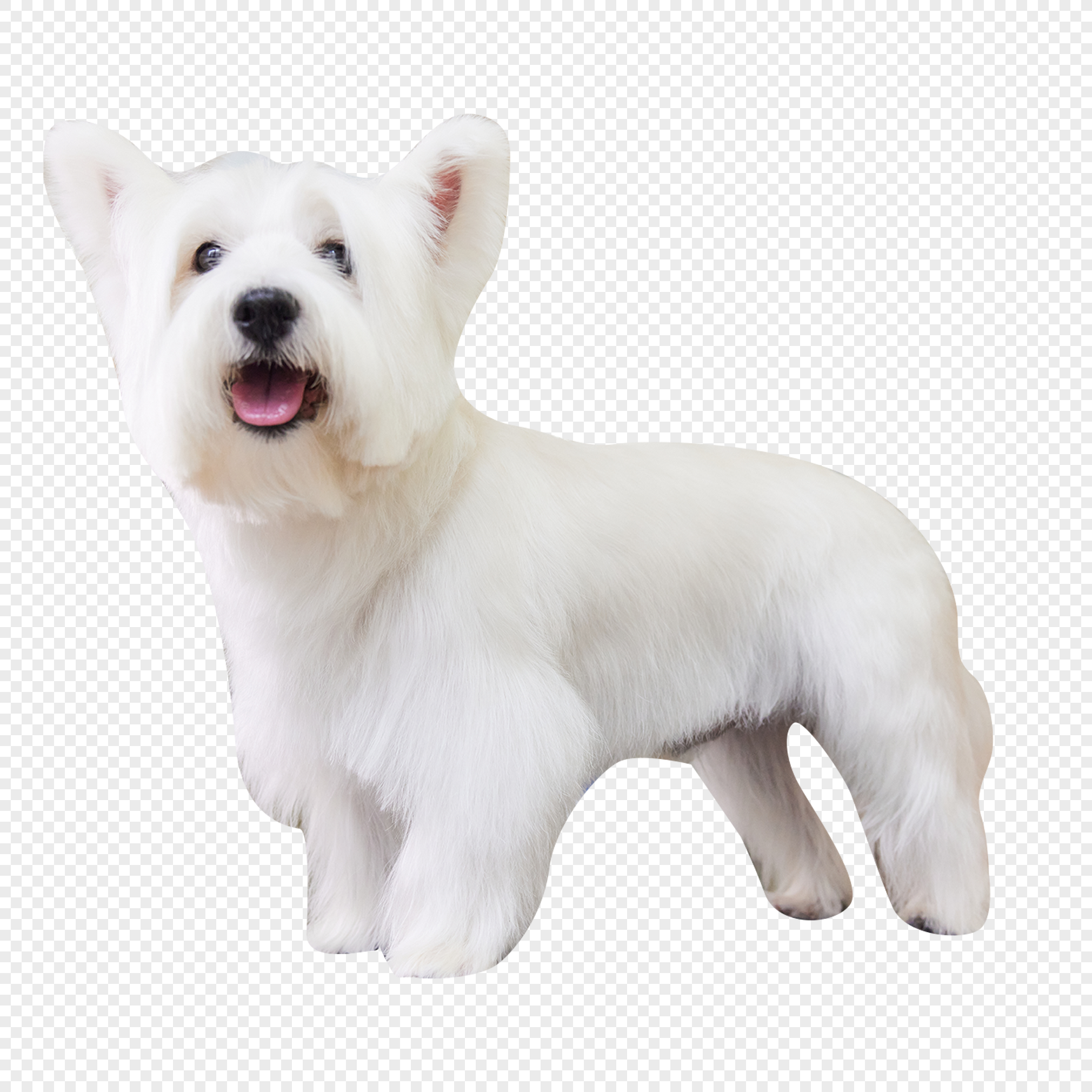 Highland sales dog png