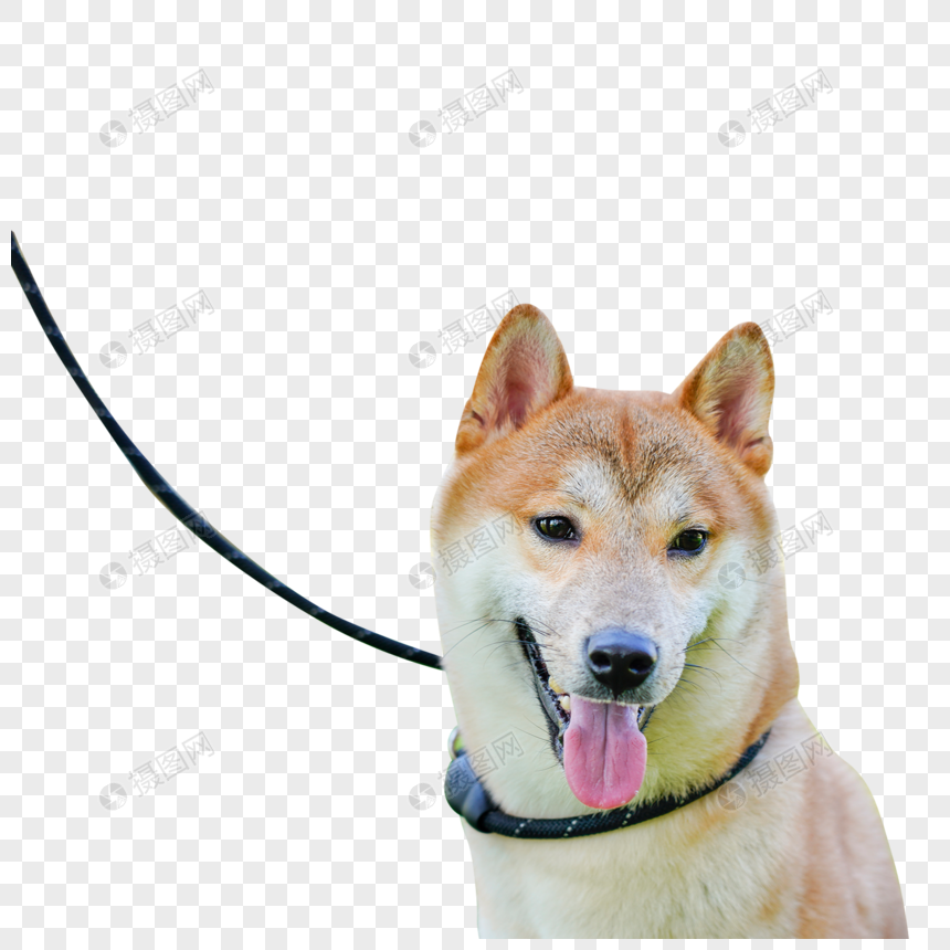 what rope is safe for dogs