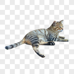 Gato, Desenho, Gatinho png transparente grátis